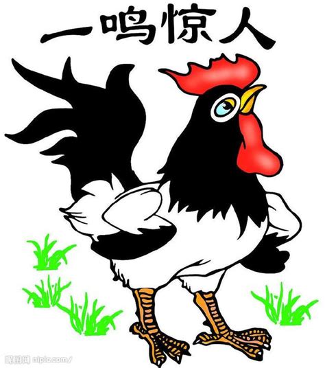 雞叫的時間|公雞為什麼會在早上打鳴？當然不是為了叫你起床